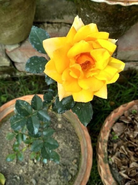 no annual yes beautifull rose li.jpg