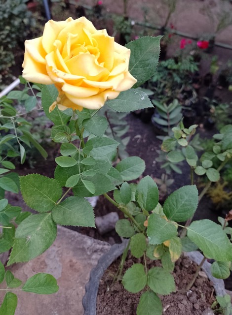 no perennial no yellow rose live.jpg