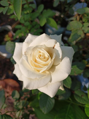 online plant bazar hybrid white.jpg