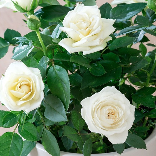 climbing rose white live plant w.jpg