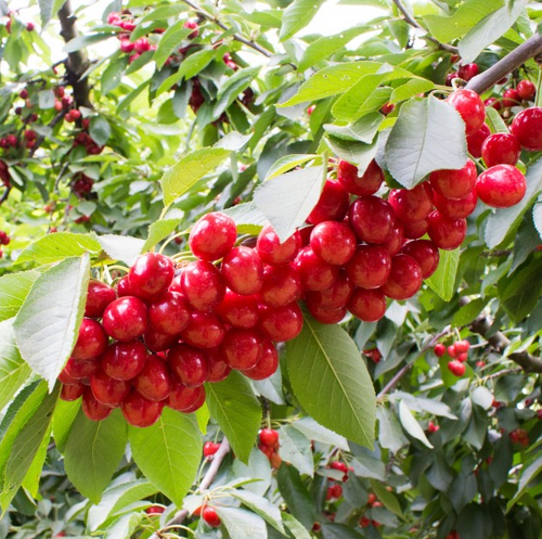california cherry plant.png