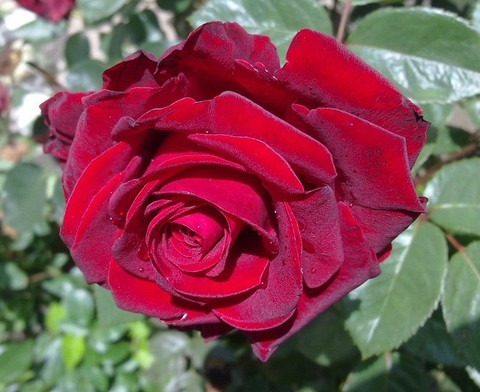 red rose desi gulab charming flo.jpg