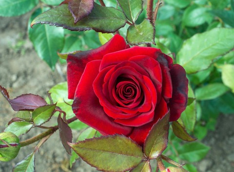perennial no yes red rose 1 plas.jpg