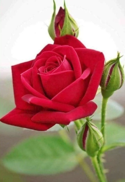 no perennial yes rose red all ti.jpg