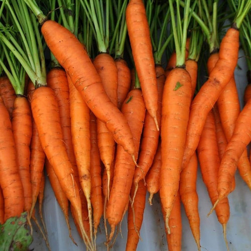 119 1hybrid carrot seeds bdsreso.jpg