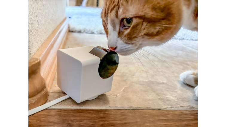 An orange cat inspects the Petcube 360 cam on a stone floor.