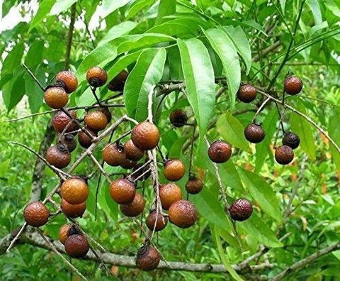 rudraksha plant 01 1 click to bu.jpg