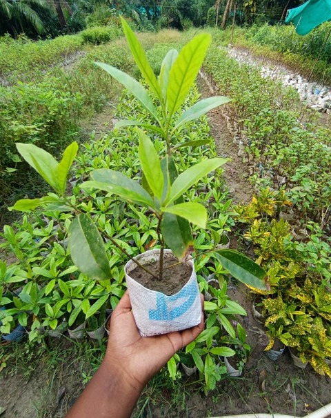 no perennial yes rudraksha plant.jpg
