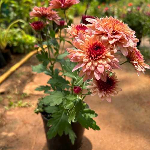 DwarfSalmonPinkChrysanthemumFlow.jpg