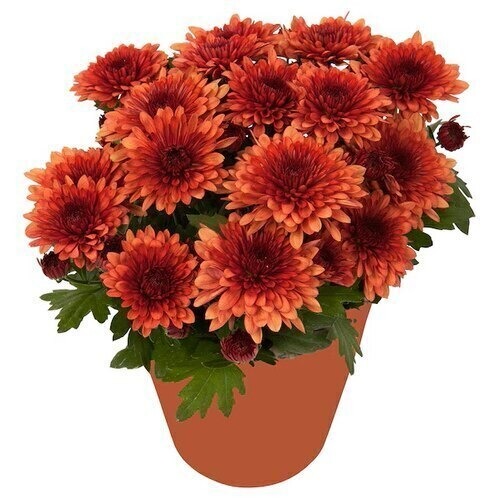 chrysanthemum flower plant red 2.jpg