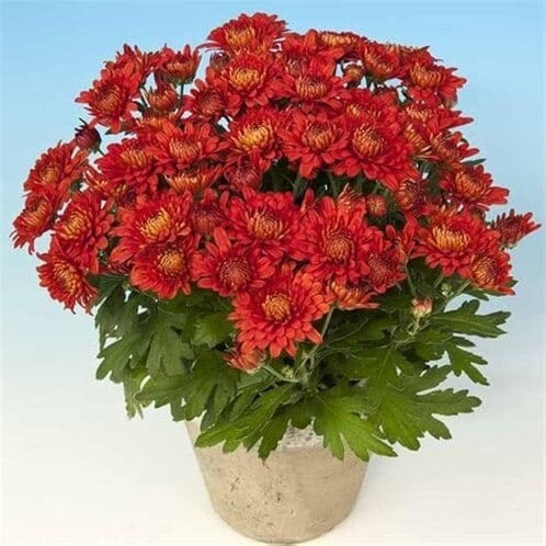 chrysanthemum flower plant red 2 (1).jpg