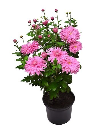 chrysanthemum flowers pink autum.jpg