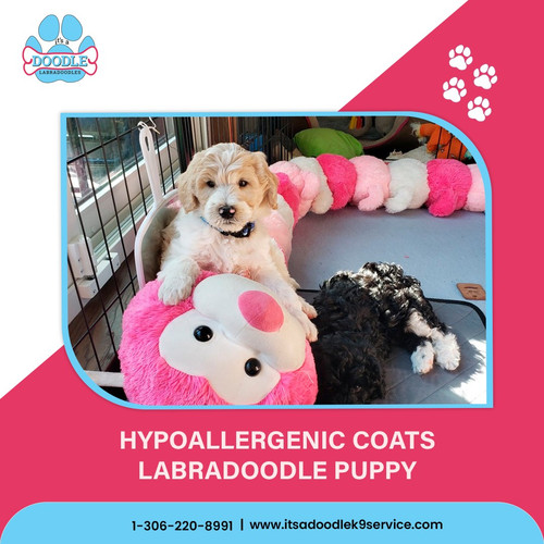 Hypoallergenic Coats Labradoodle Puppy.jpg