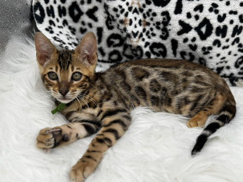 555547549 772847065509996 8491111990033332704 n.jpg