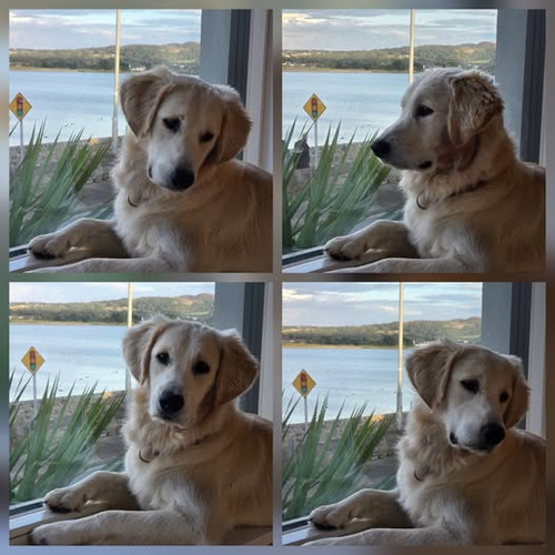 Dog Behaviour Training Dublin.jpg