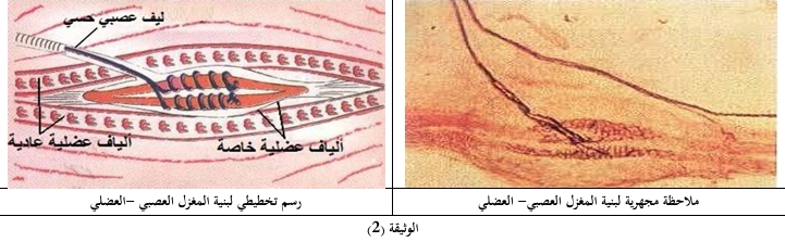 الوثيقة 2