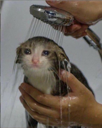 sad cat.jpg