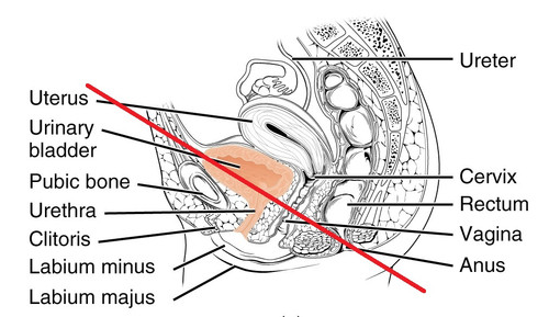 Female Urethra Copy.jpg