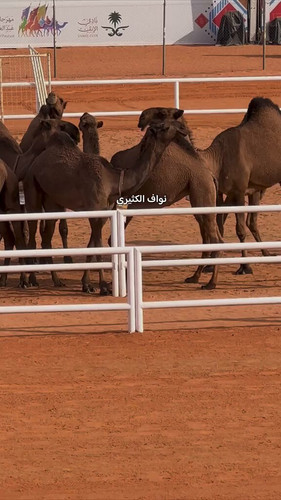 t3UNyoFEhMnwZHEA.jpg