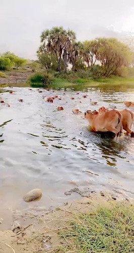 pKdY8lZxshP 8lCO.jpg