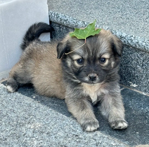 chrome 8v1gJNYaZX.png