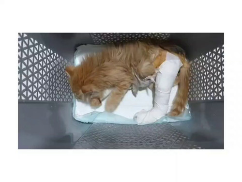 F UjxfT7WaHD6hcF.jpg