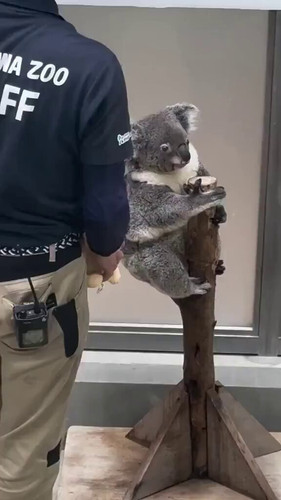 tco81brFUGkUqz x.jpg