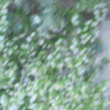 IMG 6709.gif