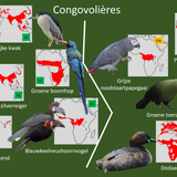 Congovolières