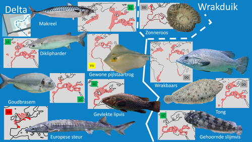 Oceanium (Wrakduik & Delta).png