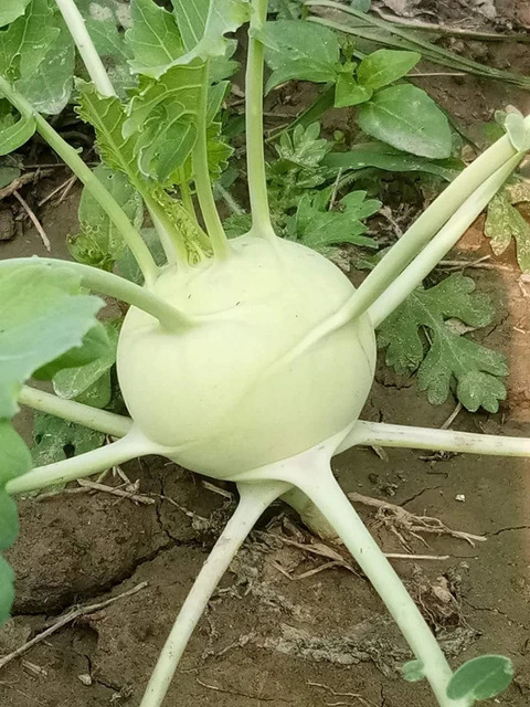 100 knol khol f1 hybrid vegetable seeds k10920 kanaya original imaggze3wr9m7ke8.jpg