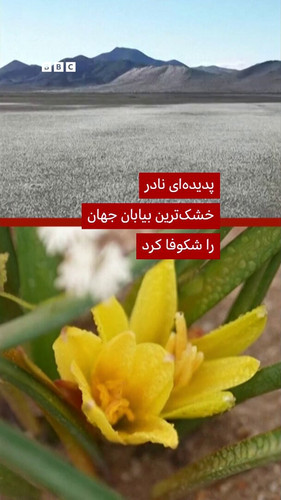 jvLEUAintnBrP b9.jpg