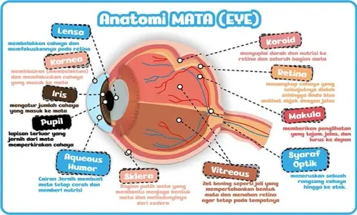 bagian mata fungsinya 780x470 e1722932061216 (2).webp