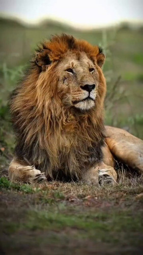 Nxo qJen2xv6JilT.jpg