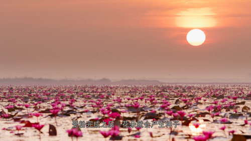 The.Green.Planet.E01 10