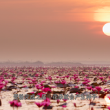 The.Green.Planet.E01 10