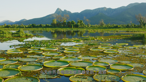 The.Green.Planet.E01 06.png