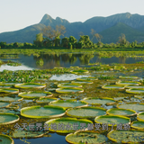 The.Green.Planet.E01 06