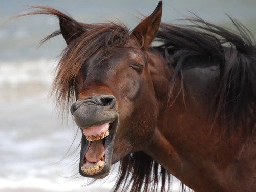 Laughing Horse.jpg
