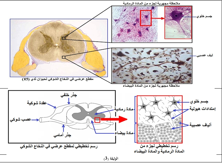 الوثيقة 3
