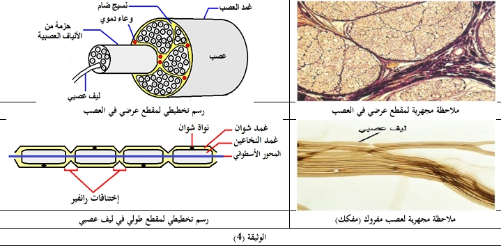 الوثيقة 4