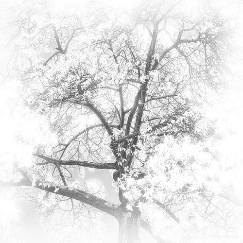 Camera 1040g3k831ja2mugv32005osf4h4nje8bo48g8o8.jpg