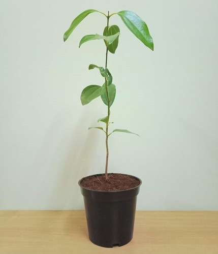 Buy Plants Online Online Plant Nursery in Bangalore Photoroom.jpg