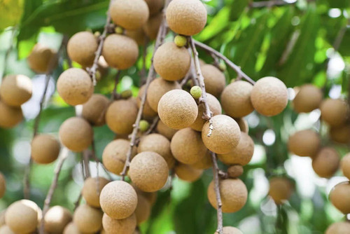 online plant bazar grey longan f.jpg