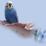 P SmPic