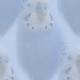 P Bg1
