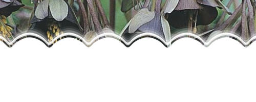 image removebg preview (30).png