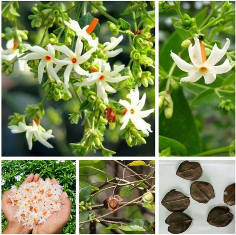 15 01 night jasmine seeds parija.jpg