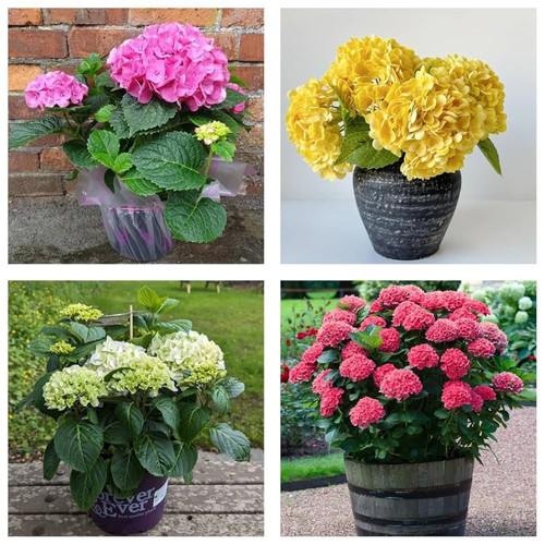 71e0Zg7XfNL. UF1000,1000 QL80.jpg