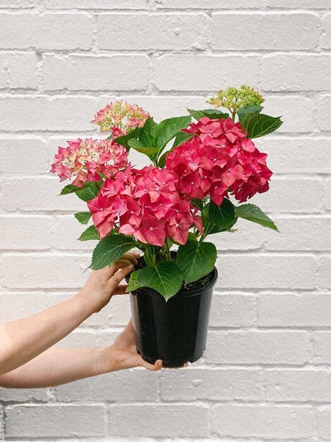 no biennial yes hydrangea flower (1).jpg